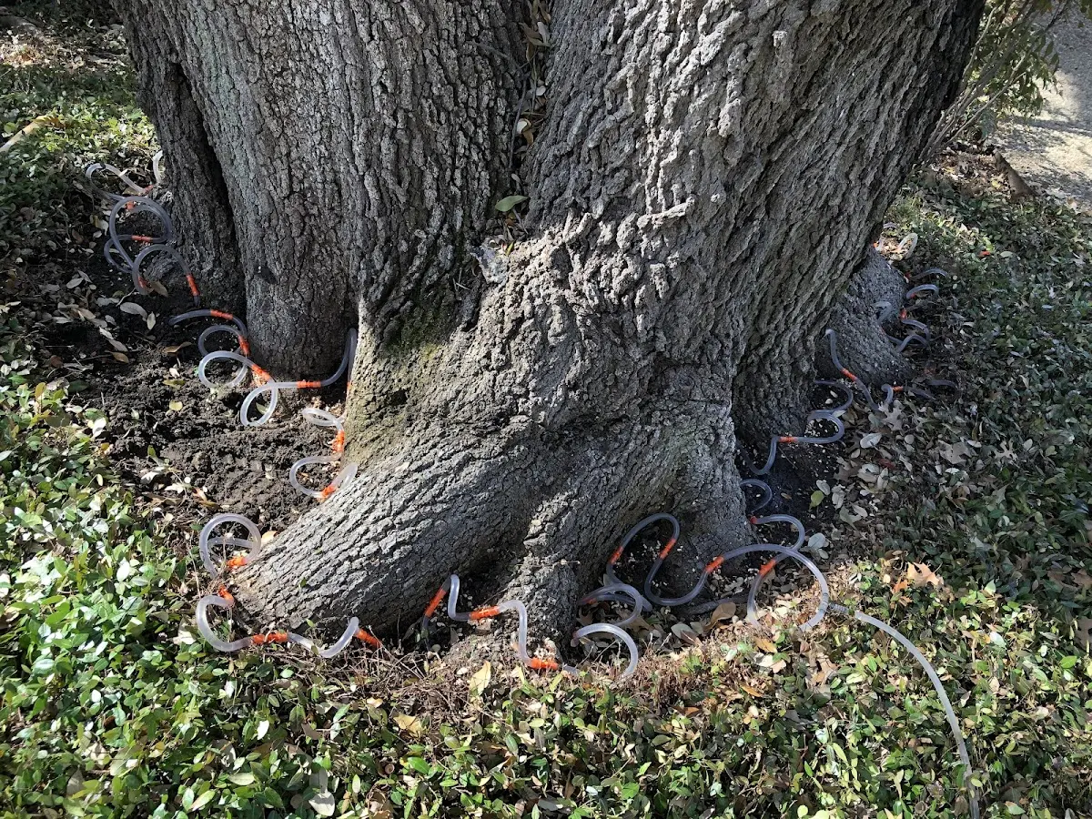Detailed Tree Cabling and Bracing job site in East Dublin