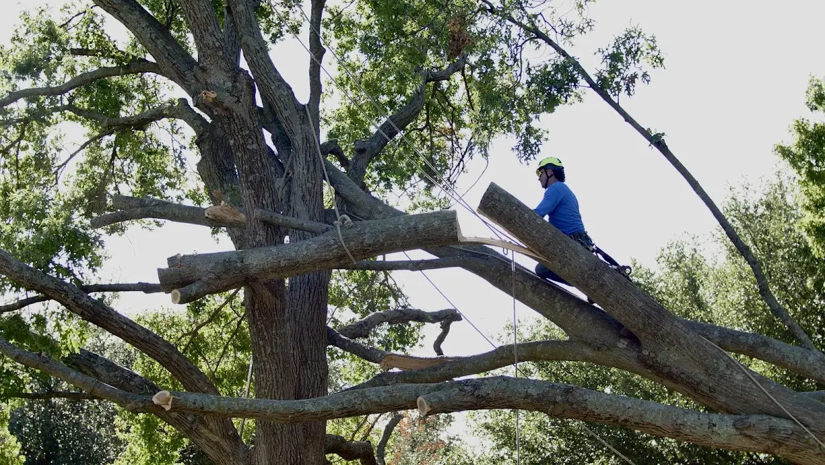 Professional Hazardous Tree Removal performed by certified arborists in East Dublin
