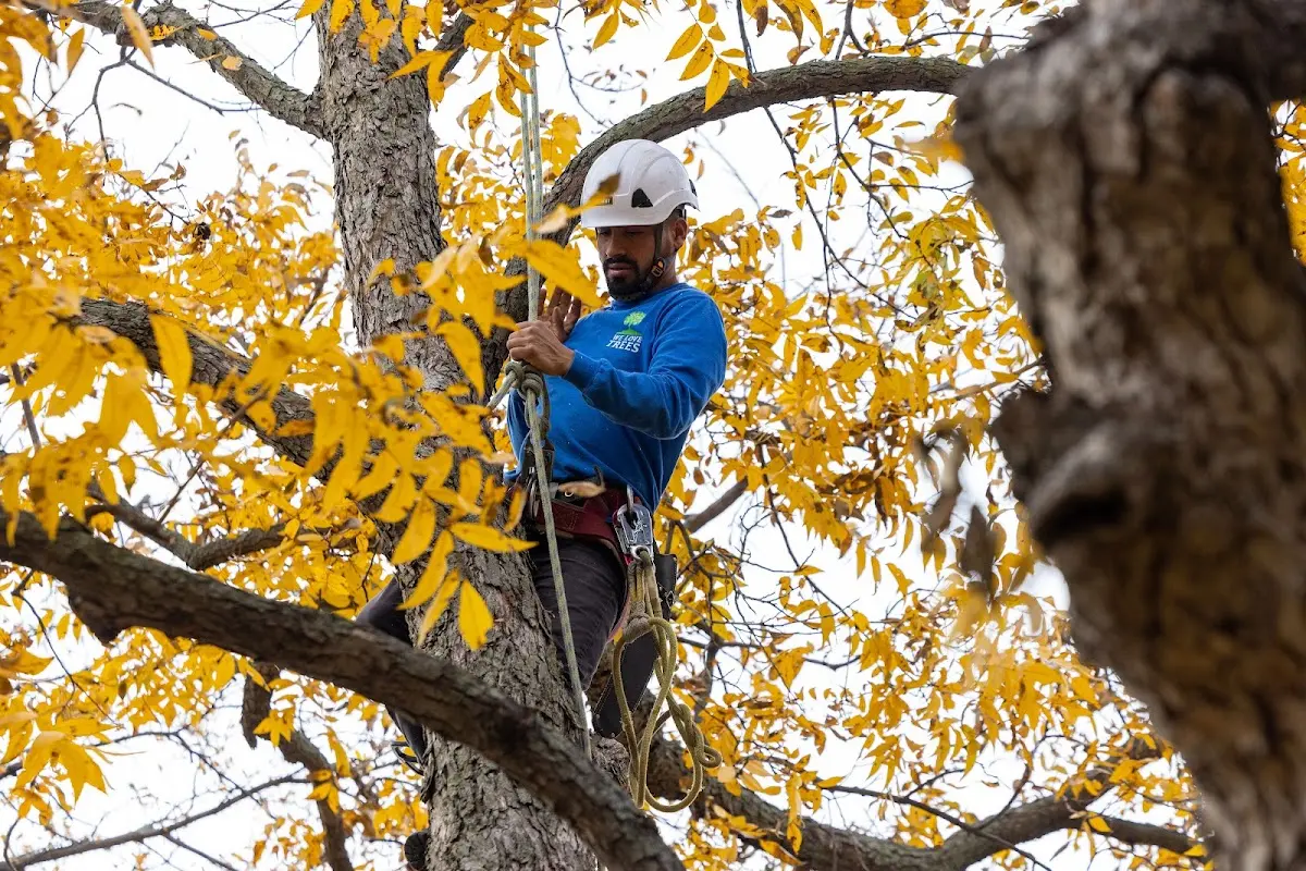 Skilled Tree Pruning crew working in East Dublin